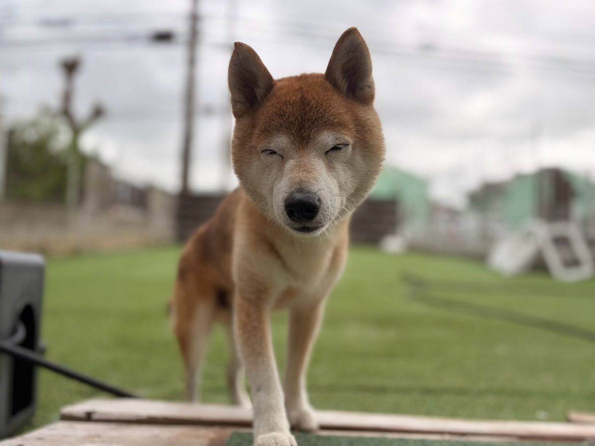 お庭の人工芝で目を細める柴犬