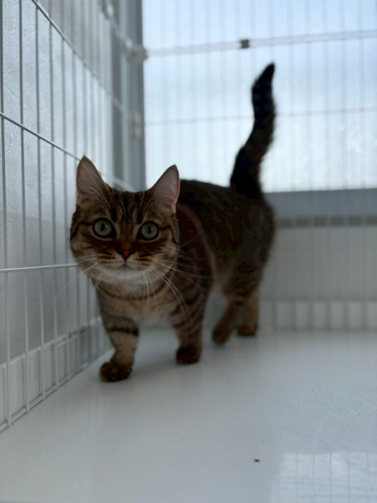 オレオくん〈キャットホテル〉